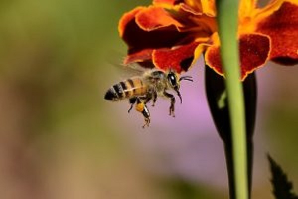 Crema al veleno d’api: Quale scegliere? 🥇Migliori consigli dell’esperta