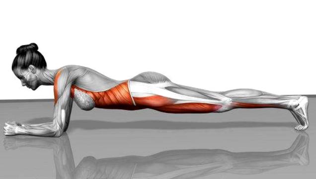 Plank - tutti i muscoli coinvolti - di Soluzione.online